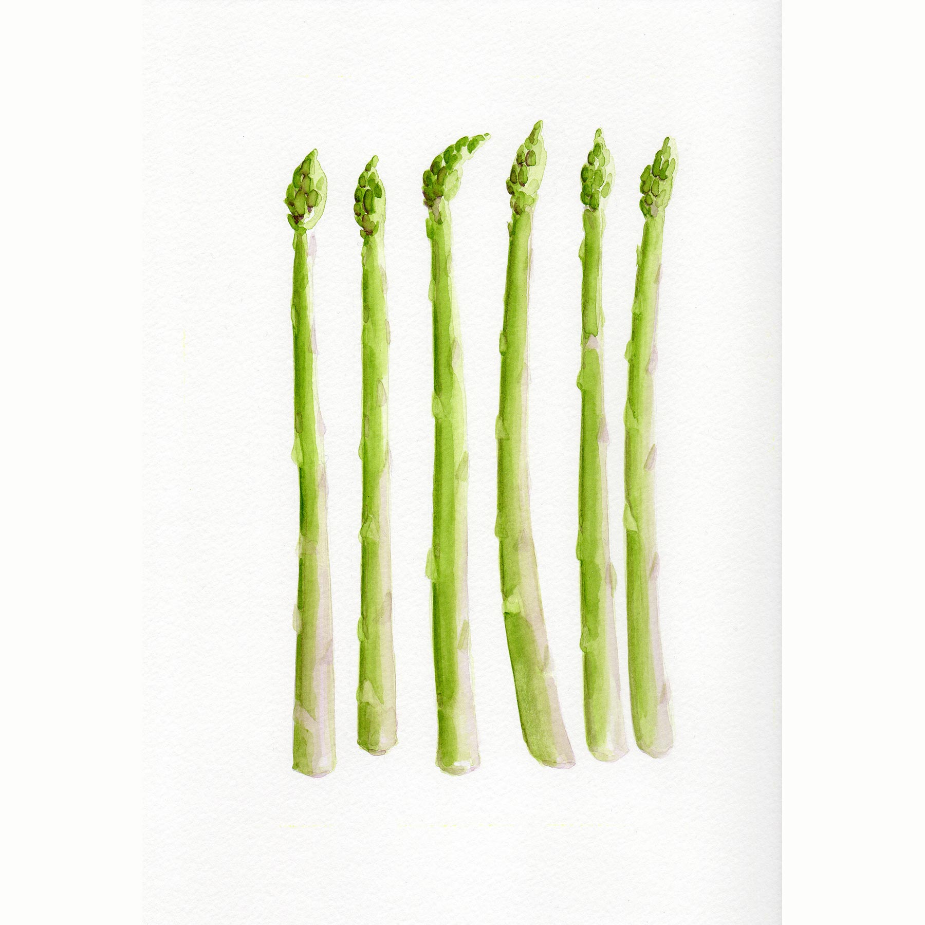 Tania Lee Illustration